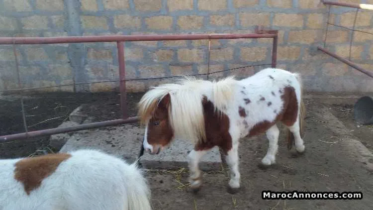 Poney à vendre - Tout le Maroc (2)