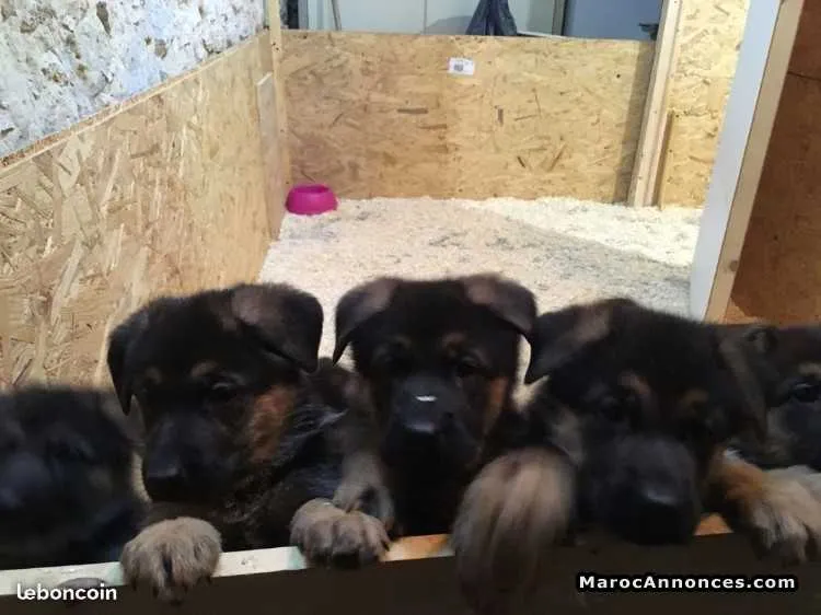 Chiots berger allemand à vendre - الرباط