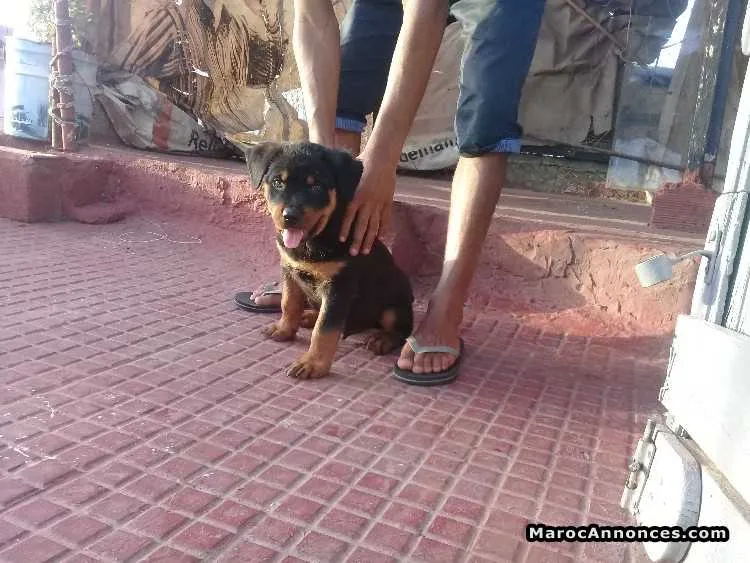 Rottweiler - المحمدية (3)
