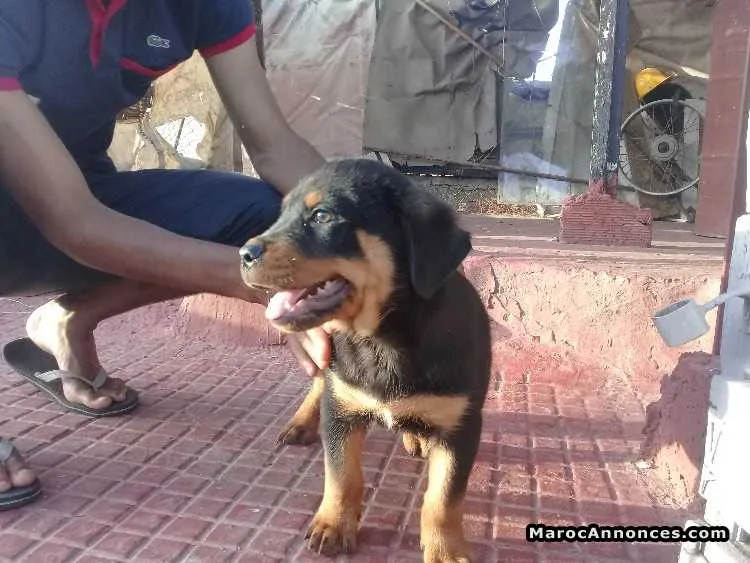 Rottweiler - المحمدية