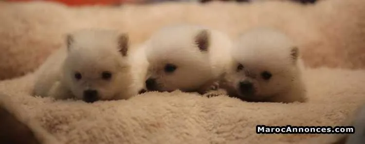 Chiots loulou de pomeranie pur race - الدار البيضاء
