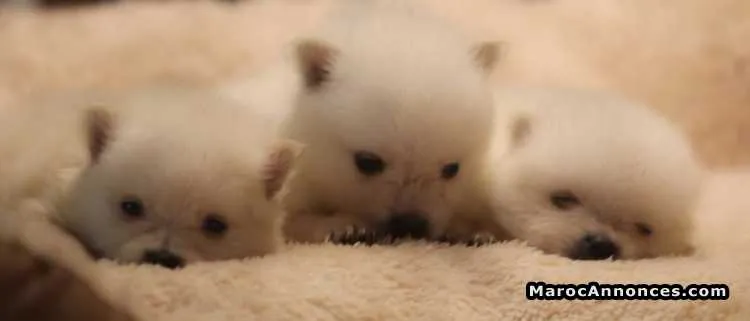 Chiots loulou de pomeranie pur race - الدار البيضاء (3)
