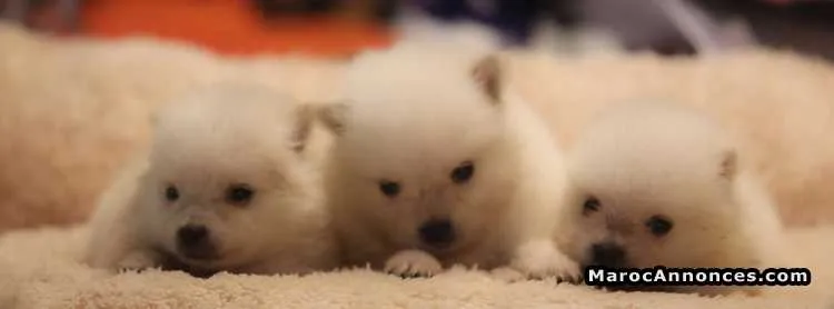 Chiots loulou de pomeranie pur race - الدار البيضاء (2)