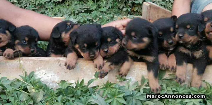 Chiots rottwiler royale - الرباط