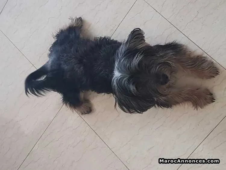 Chien yorkshier pur race - الدار البيضاء
