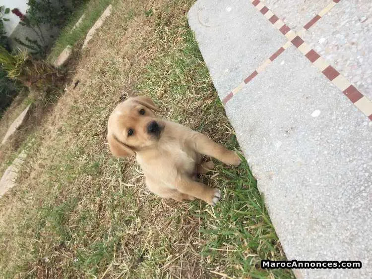 Chiot labrador - أكادير