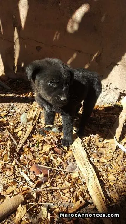Labrador à vendre - مراكش (3)