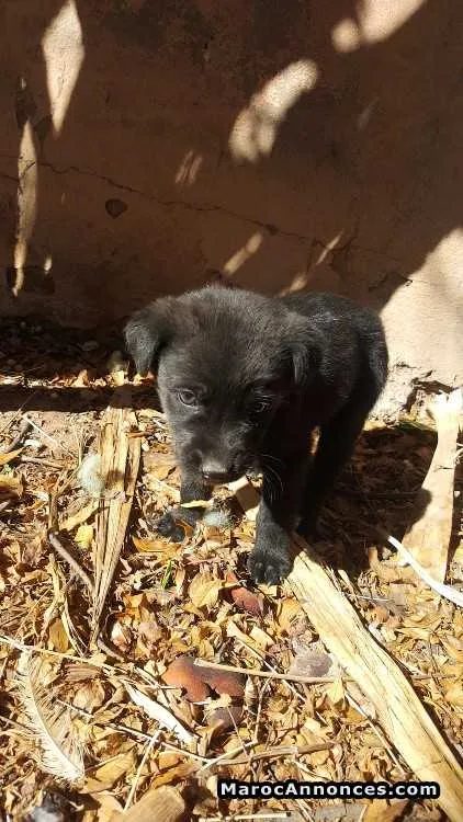 Labrador à vendre - مراكش