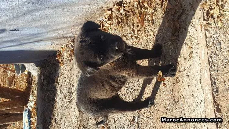 Labrador à vendre - مراكش (2)