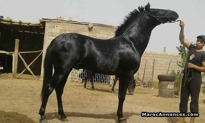 Cheval arabe barbe adham - سلا