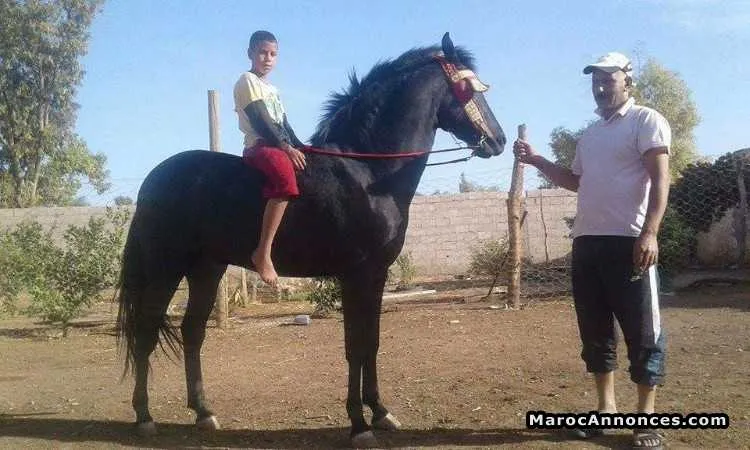 Cheval arabe barbe adham - سلا (3)