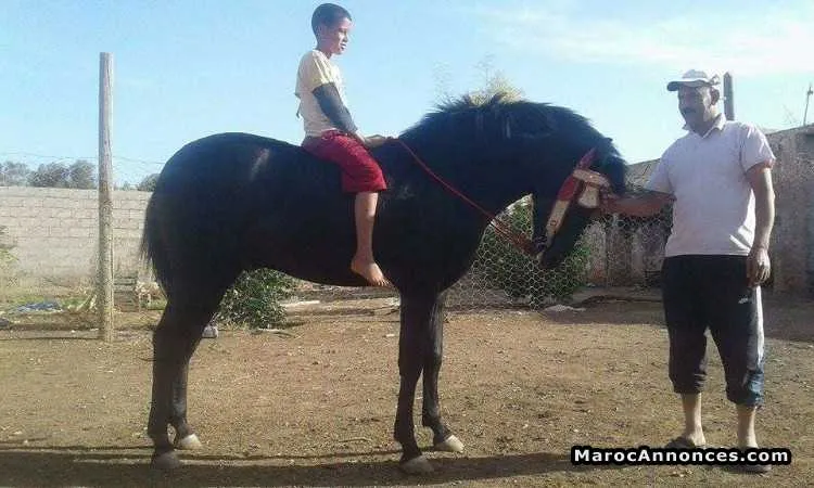 Cheval arabe barbe adham - سلا (2)