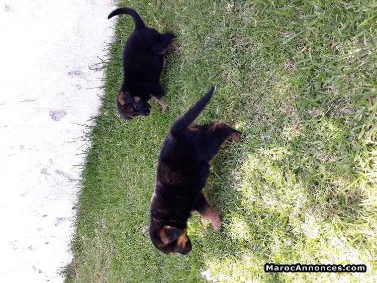 Chiots berger allemand - الرباط