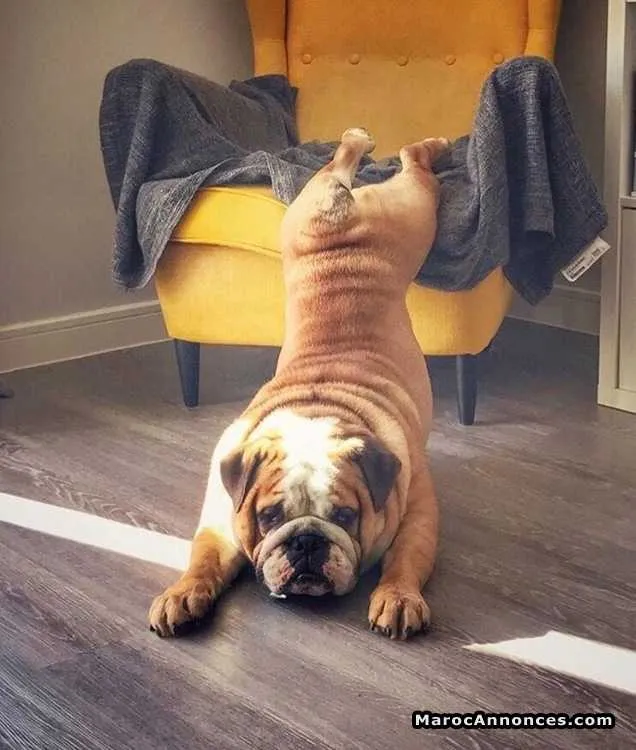 Bulldog anglais - الرباط