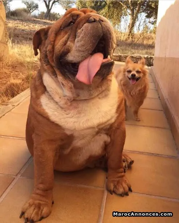 Bulldog anglais - الرباط (2)