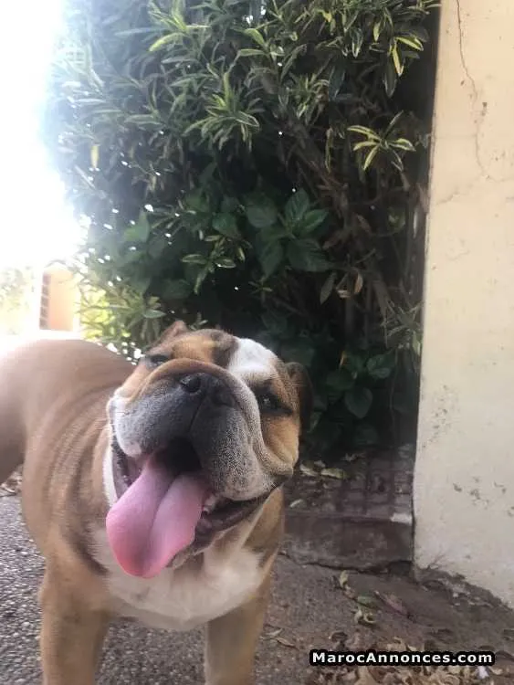 Bulldog anglais - الرباط (3)