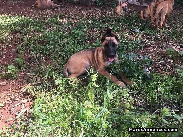 Chien berger malinois - الدار البيضاء