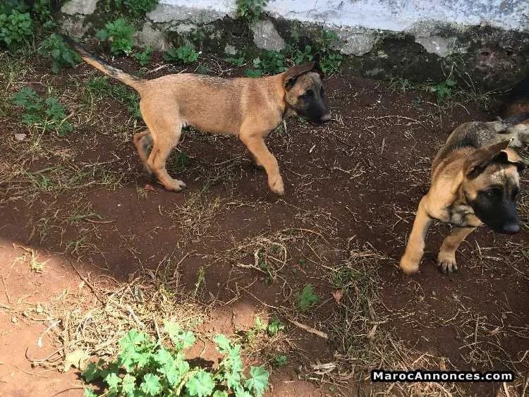 Chien berger malinois - الدار البيضاء (3)
