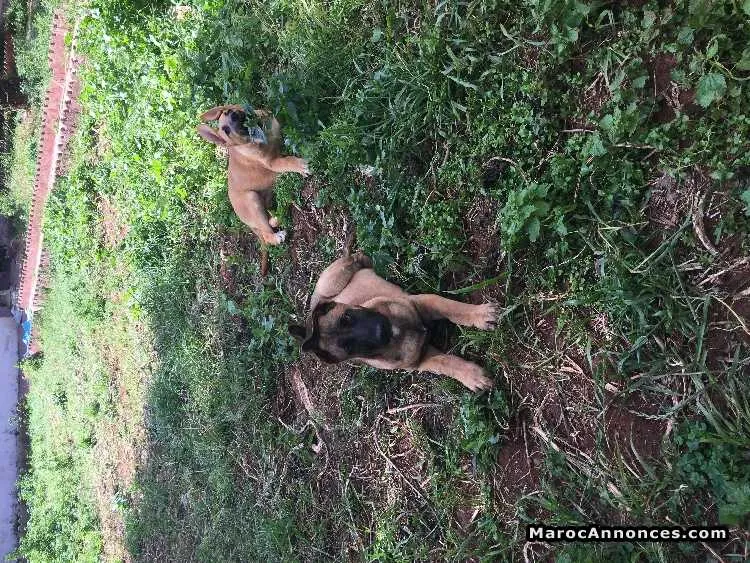 Chien berger malinois - الدار البيضاء (2)