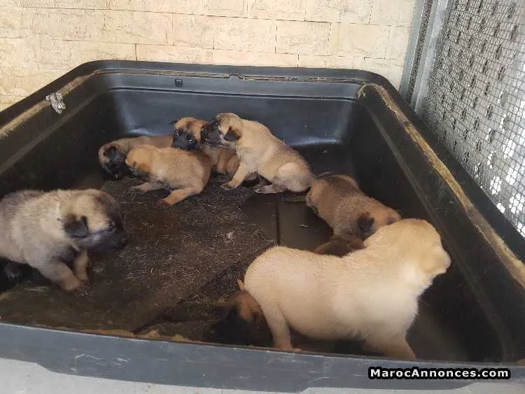 Chiots malinois - الدار البيضاء