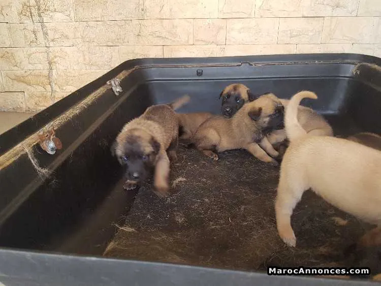 Chiots malinois - الدار البيضاء (3)