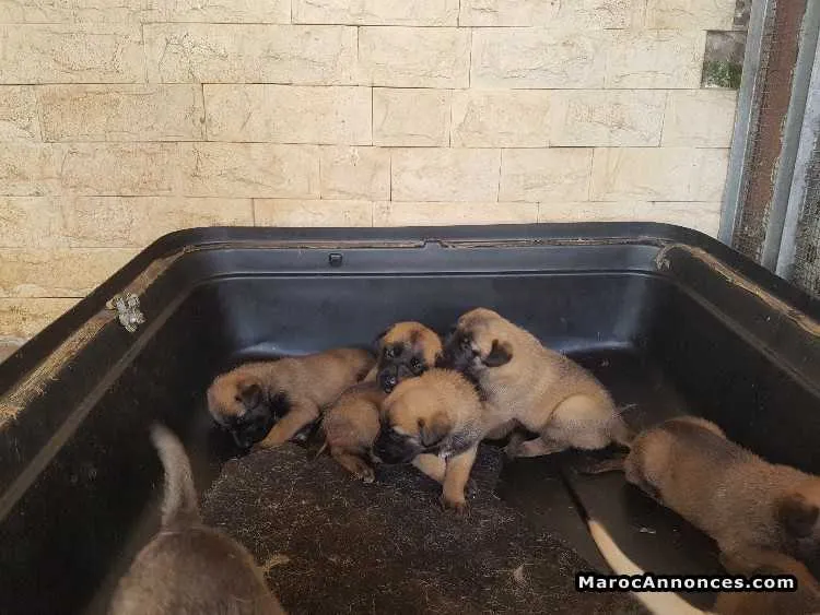Chiots malinois - الدار البيضاء (2)
