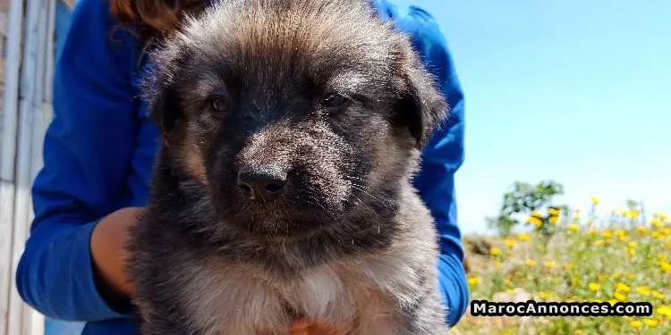 Chiots berger à vendre - برشيد