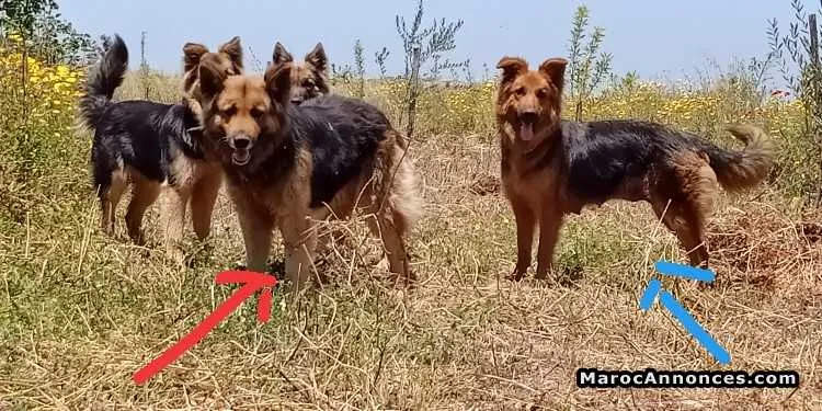 Chiots berger à vendre - برشيد (2)