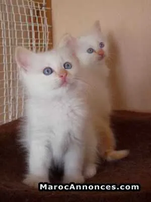 Chatons angora poil long 2 mois 20 j - الدار البيضاء