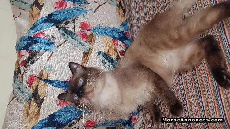 Chat siamois - المحمدية (2)