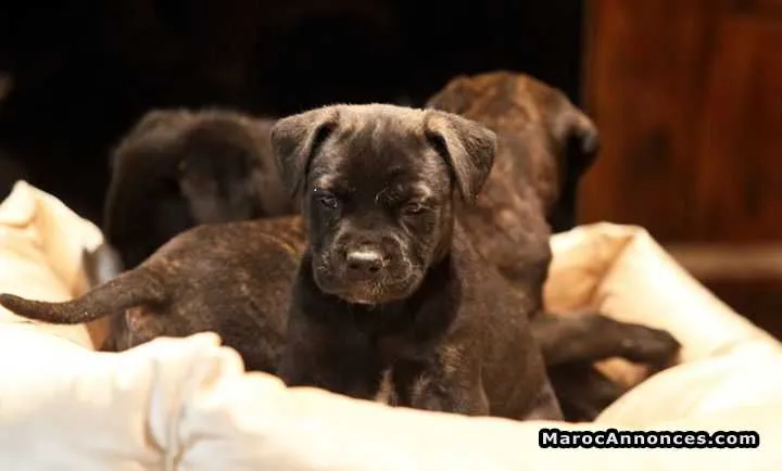 Manifique chiots cani corso pure race age 2 mois - الدار البيضاء (2)