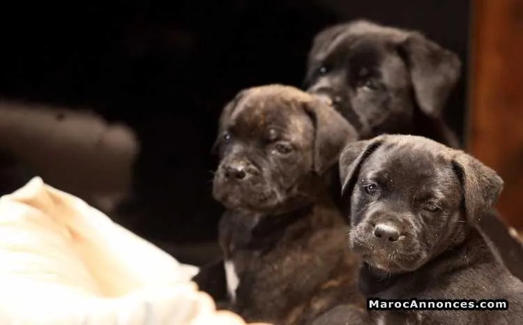 Manifique chiots cani corso pure race age 2 mois - الدار البيضاء (3)