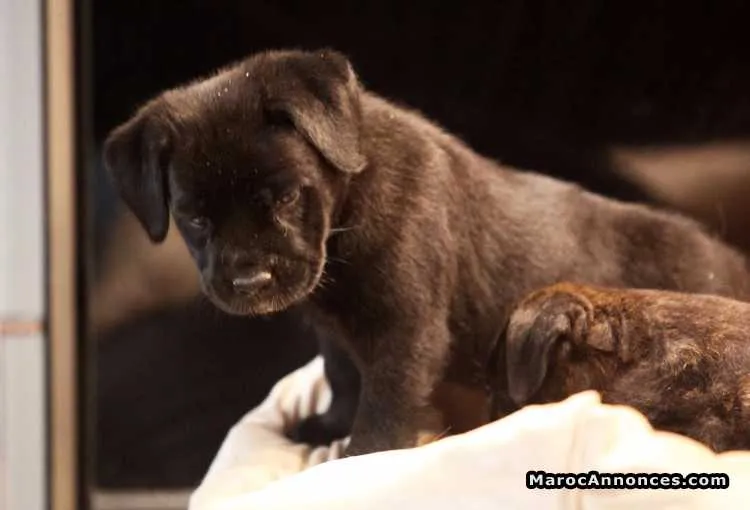 Manifique chiots cani corso pure race age 2 mois - الدار البيضاء