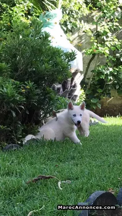 Husky a vendre - الرباط (2)