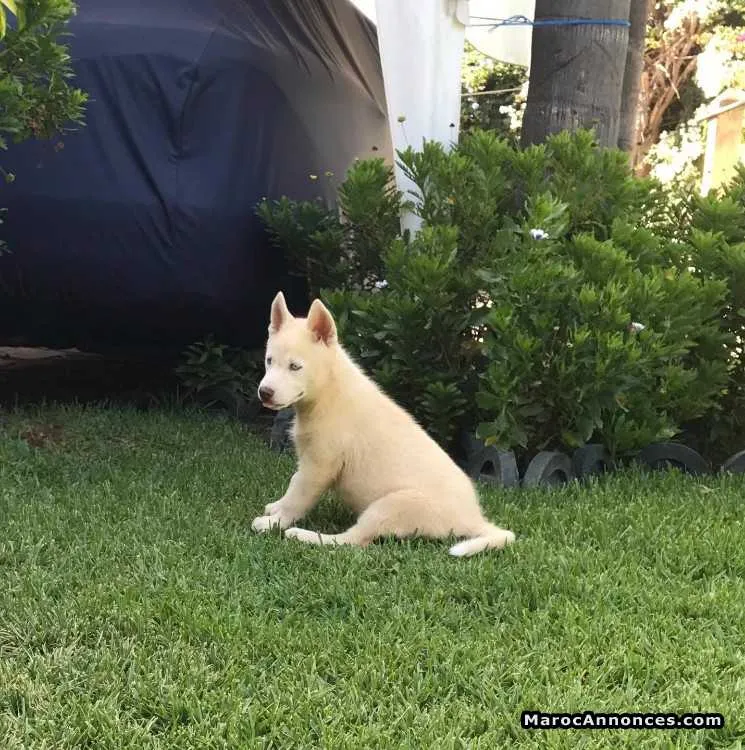 Husky a vendre - الرباط (3)