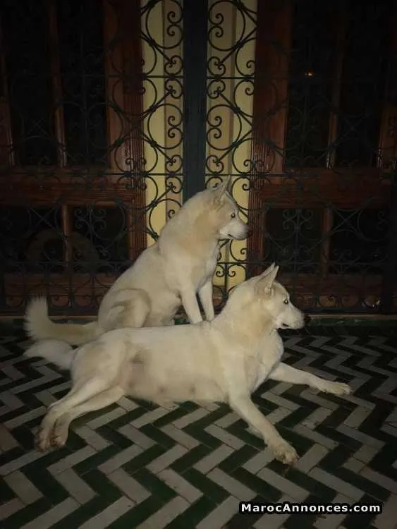 Husky a vendre - الرباط