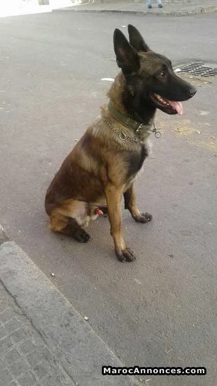 Malinois - الدار البيضاء (3)