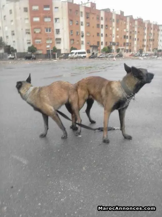 Malinois - الدار البيضاء (2)