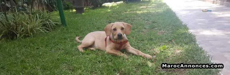 Labrador  a vendre - الدار البيضاء (2)