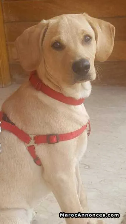 Labrador  a vendre - الدار البيضاء