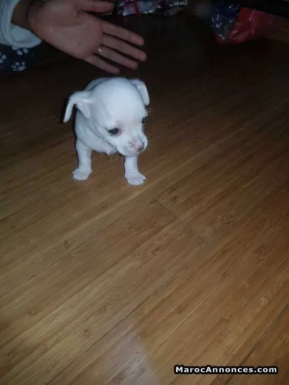 Chihuahua à vendre - الدار البيضاء