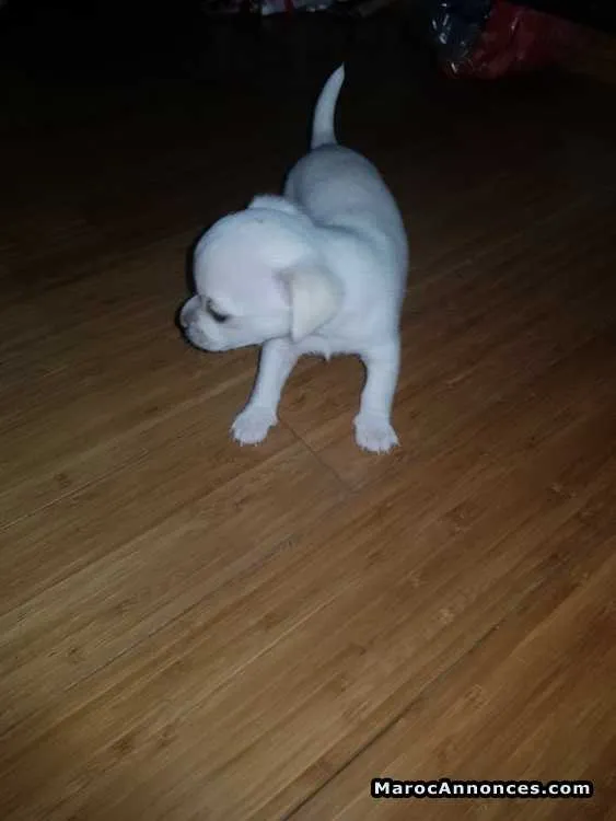 Chihuahua à vendre - الدار البيضاء (2)