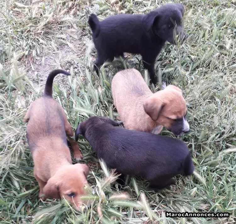 4 labrador purs (tres bon ptix) - الدار البيضاء (3)