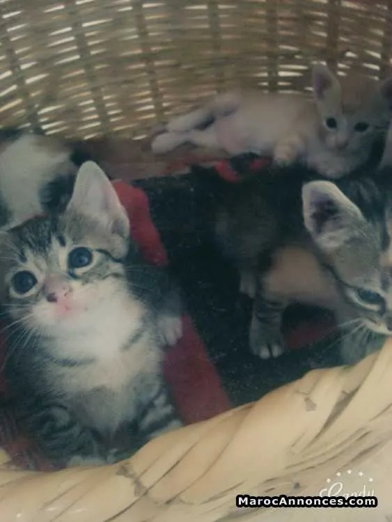 Petits chats d'une maman siamois - الرباط (3)