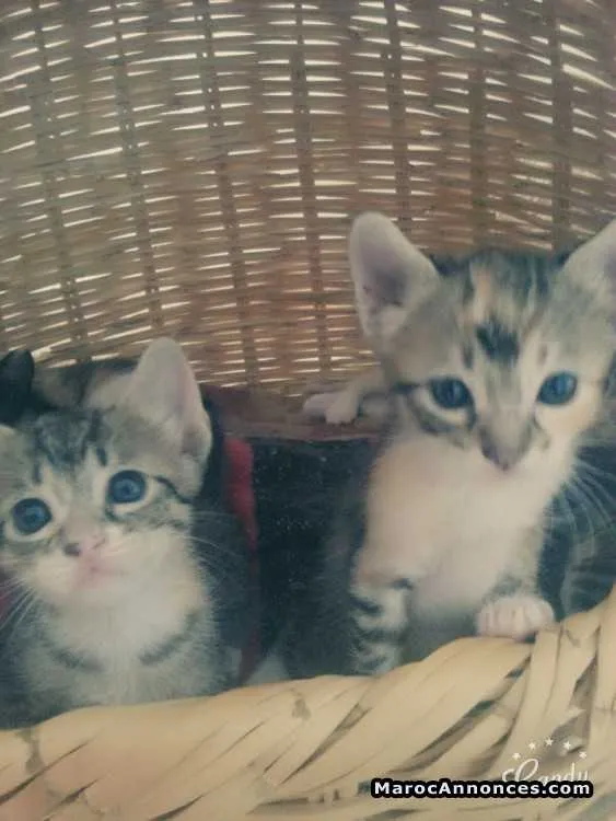 Petits chats d'une maman siamois - الرباط (2)