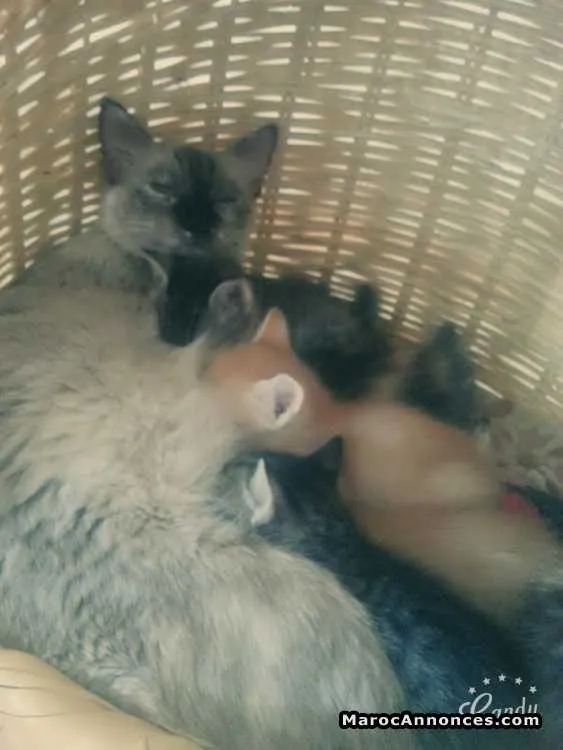Petits chats d'une maman siamois - الرباط