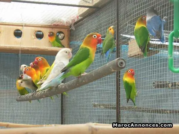 Les inséparables ( oiseaux ) - الدار البيضاء (2)