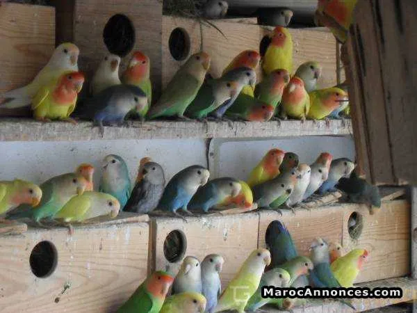 Les inséparables ( oiseaux ) - الدار البيضاء (3)
