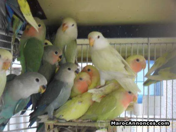 Les inséparables ( oiseaux ) - الدار البيضاء