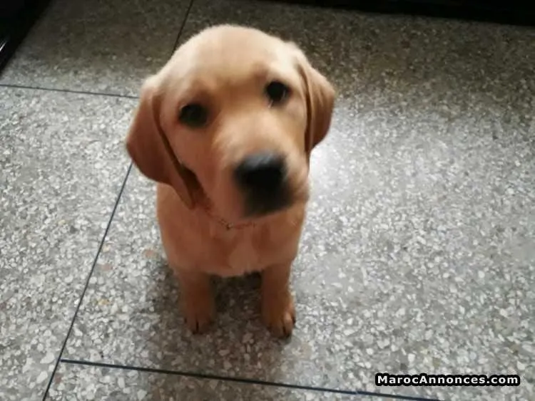 Chiot labrador - الدار البيضاء